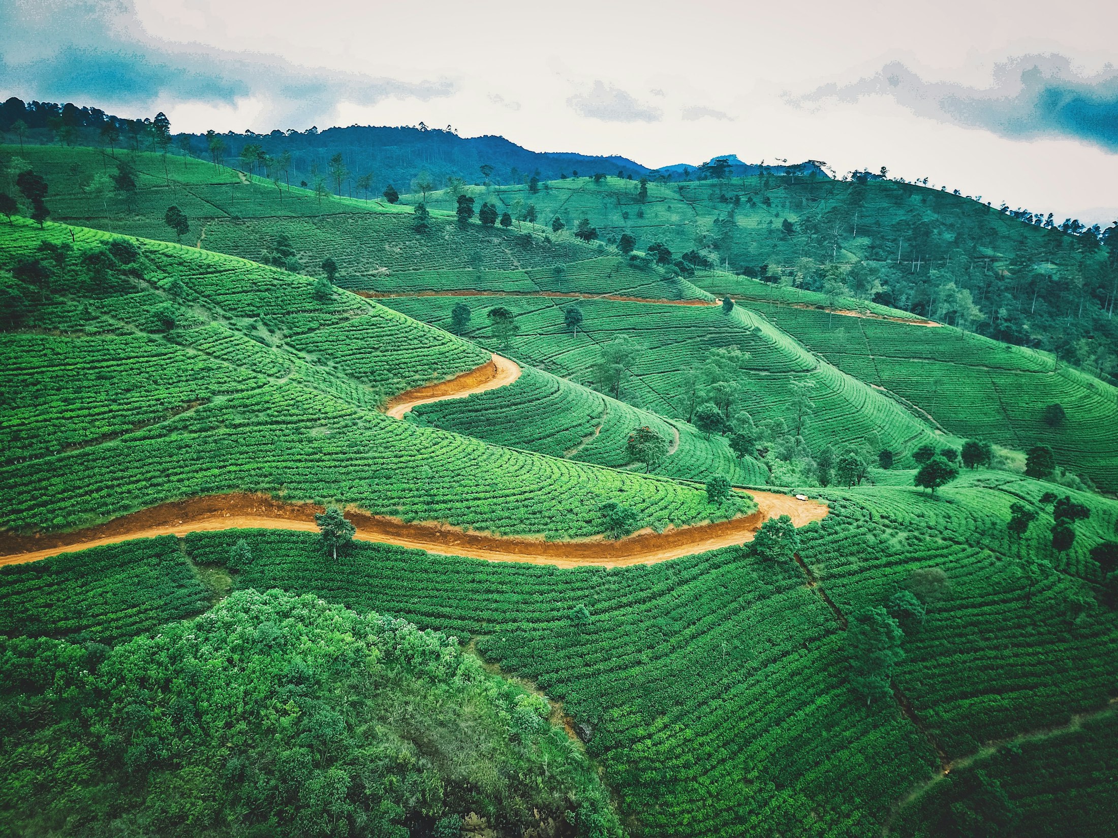 Aerial view of green plantation fields