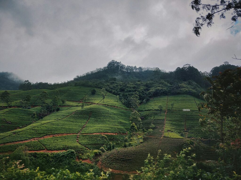 Tea estate landscape with mountains in central Sri Lanka