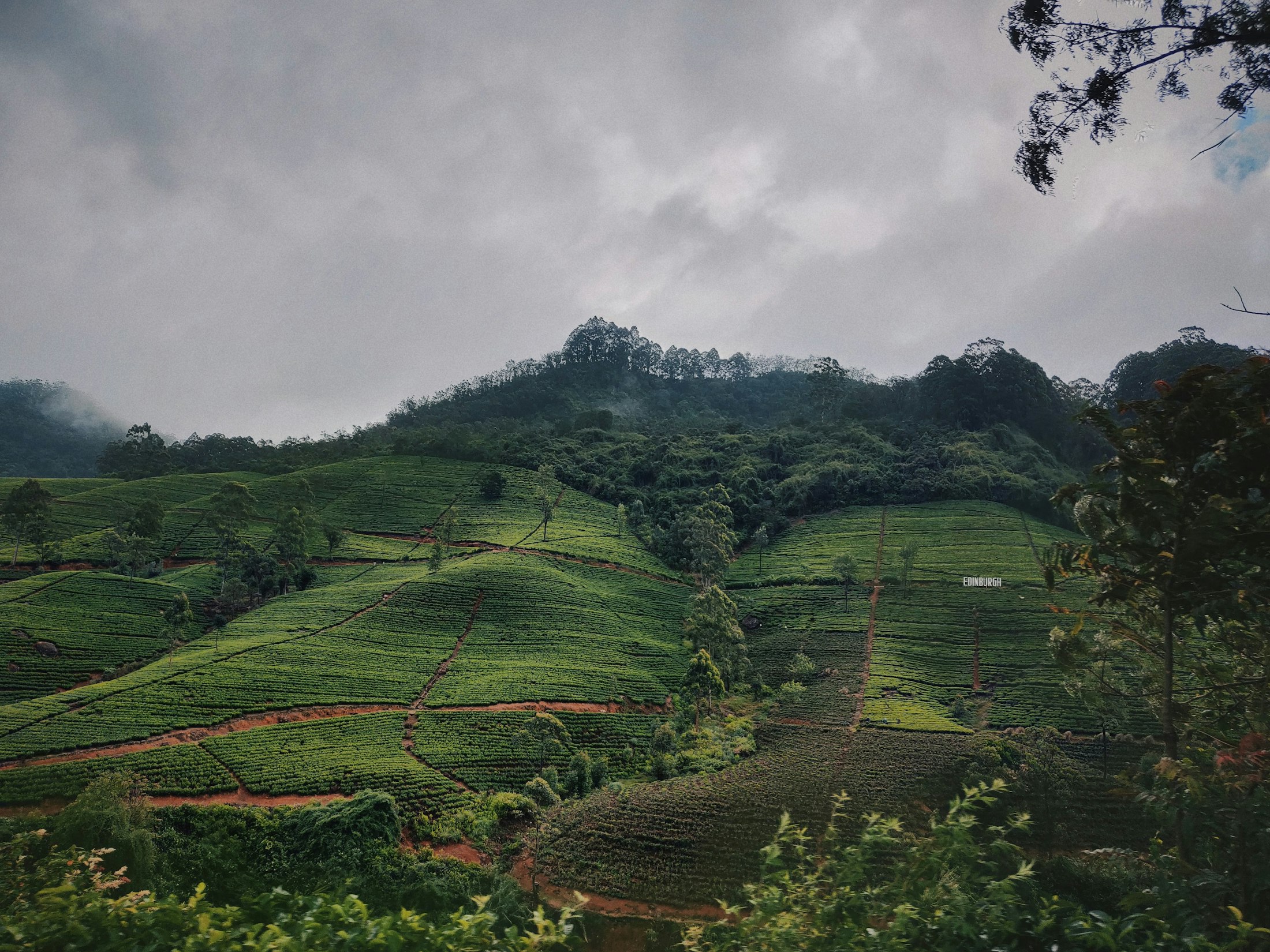 Tea estate landscape with mountains in central Sri Lanka