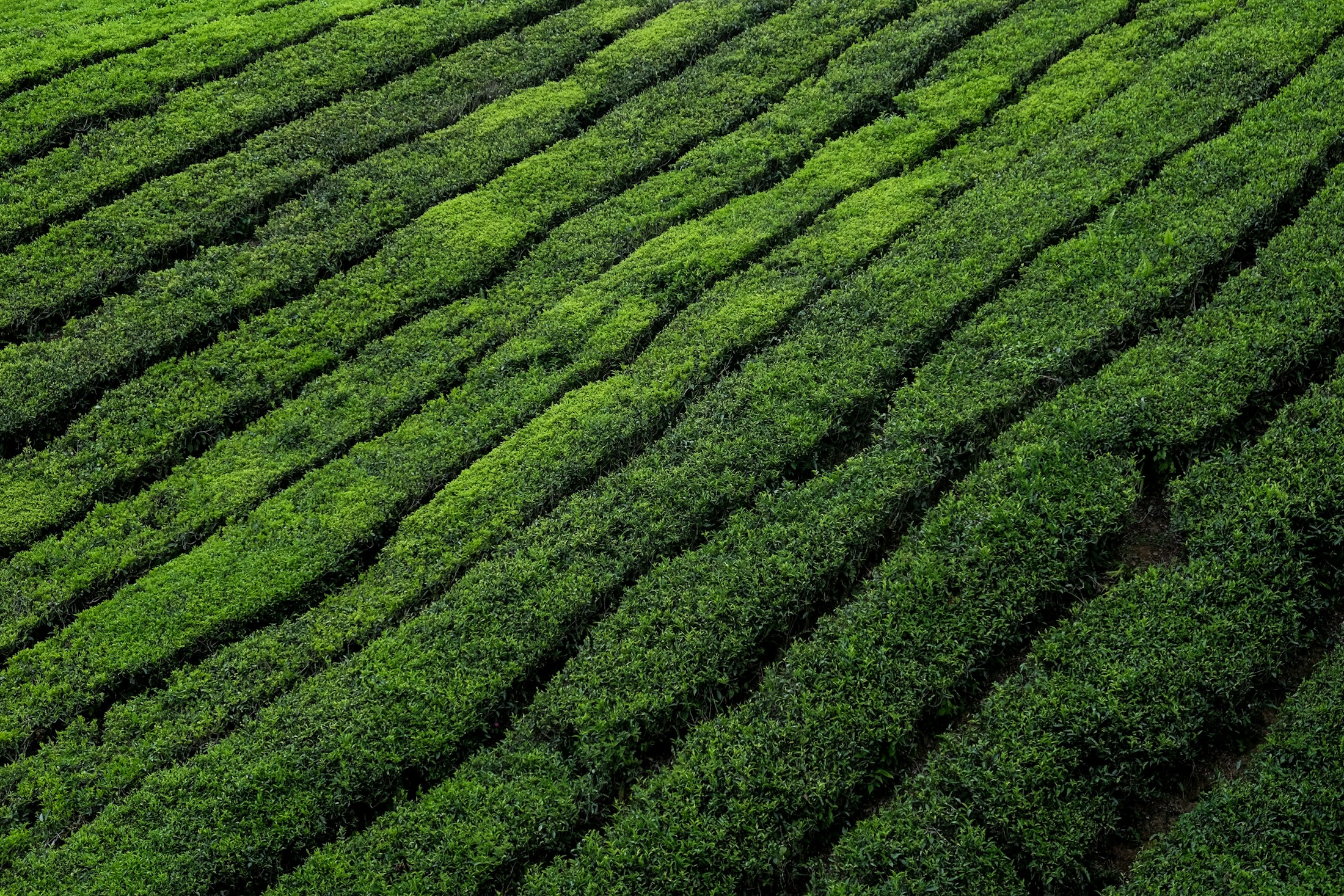 Rows of green tea bushes on a sloping hillside estate in the Sri Lankan highlands