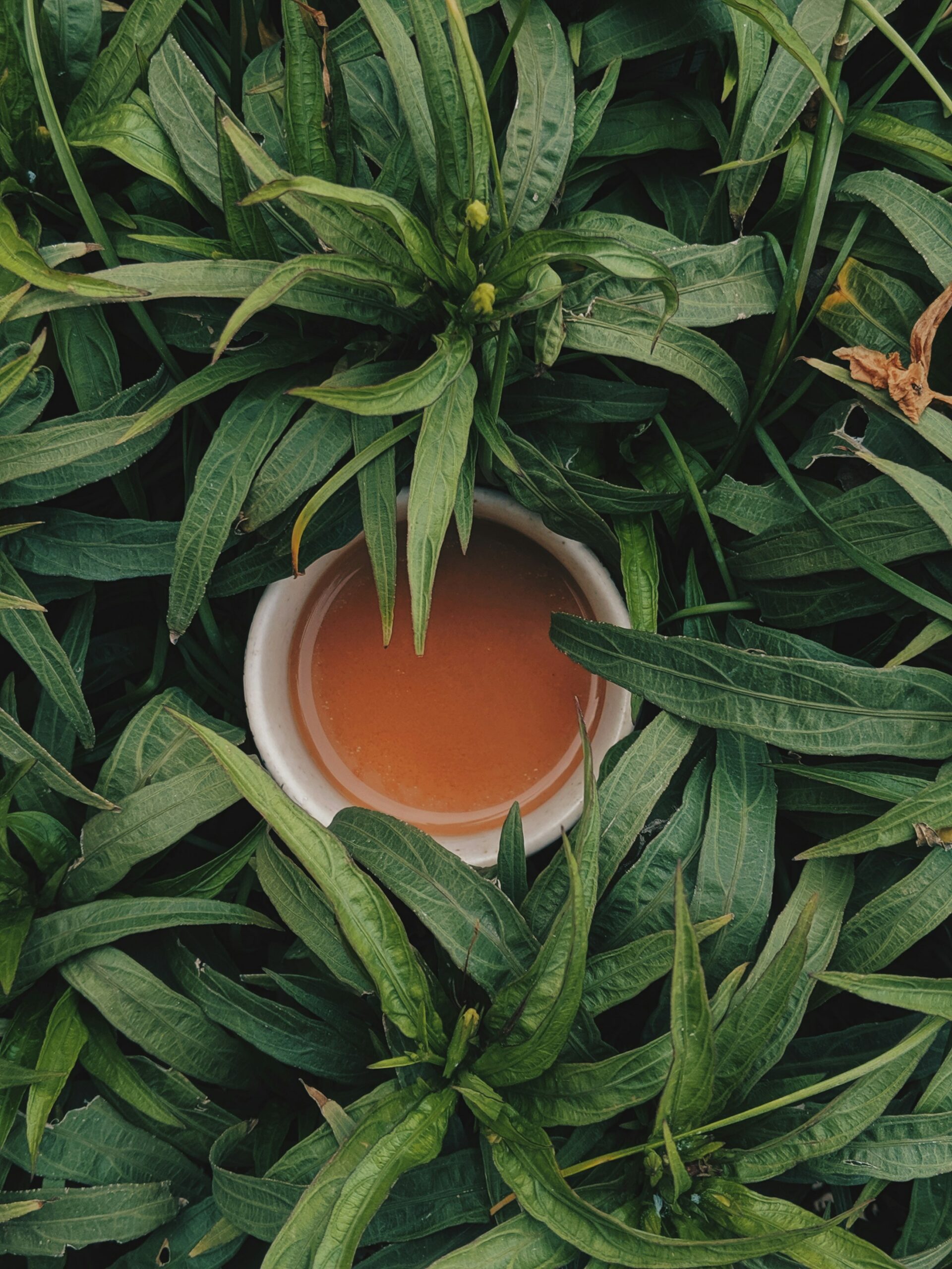 A bowl of amber Ceylon black tea surrounded by green leaves